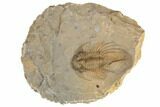 1.85" Rare, Spiny Kolihapeltis Trilobite - Atchana, Morocco - #193683-1